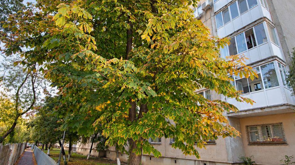 Garsoniera 30mpu+5mp balcon,1979, Campia Libertatii - metrou Muncii - Poză 13