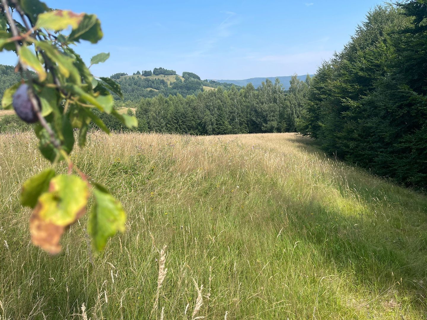 Teren intravilan I Loc deosebit, inconjurat de padure I Vladeasa - Poză 2