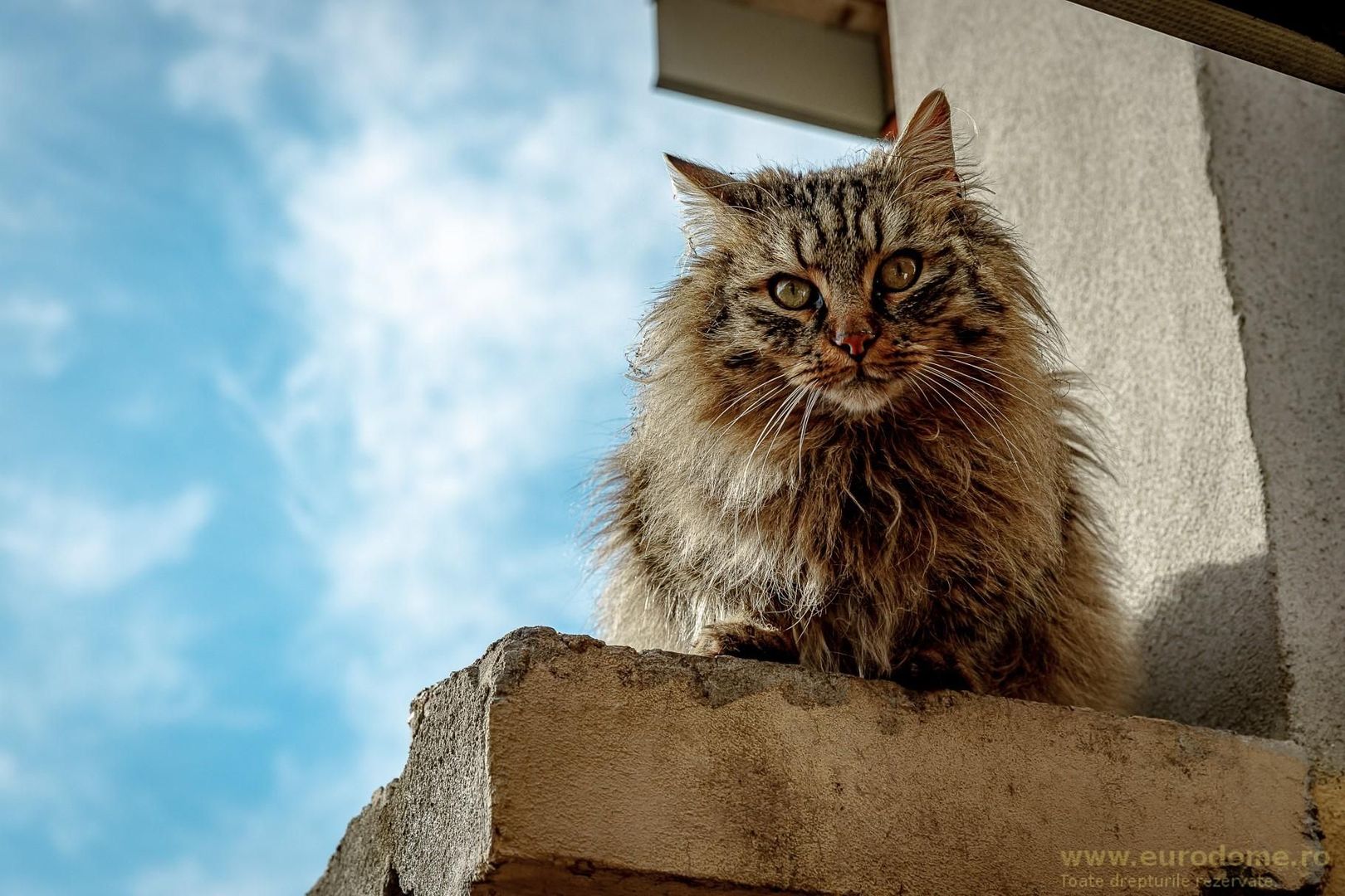 Casă nouă, intrare Stupini - Poză 9