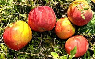 Livada+gradina, teren intravilan 2902mp, Damienesti-Bacau, comision 0 - Poză 11