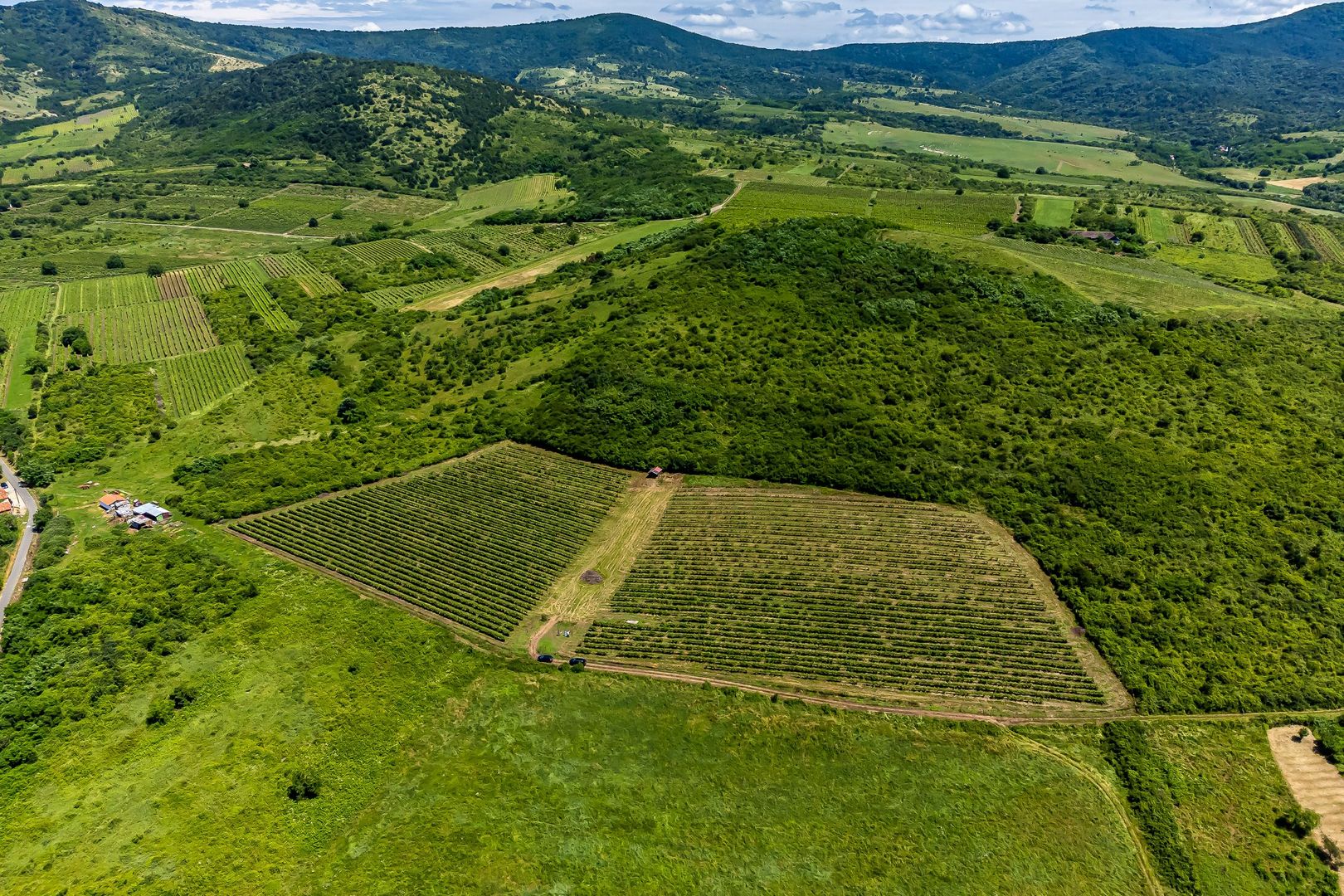 PRET REDUS Oportunitate de afacere, Teren cu vita de vie - Poză 3