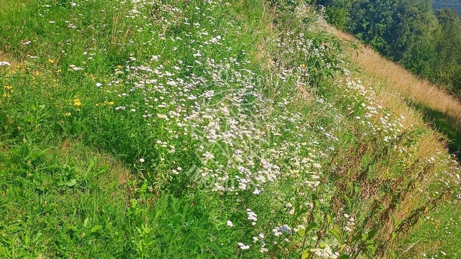 Teren extravilan investiție Rachitele Cluj - 31.555 mp - Poză 2