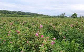 TEREN CU PLANTAȚIE DE TRANDAFIRI ,,ROSA DAMASCENA,\ \CARANSEBEȘ\JUD.CS - Poză 1