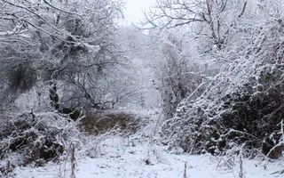 Teren de vanzare I izvor apă minerală  Dangești I 2 Hectare - Poză 25