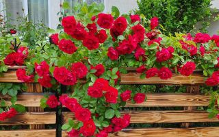 Vânzare, casă, 120 mp + 6 ari, str-la Ivan Miciurin, Telecentru. - Poză 5