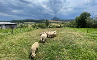 Casa cu teren 1800 mp in Dumbravita,  comision 0 - Poză 11