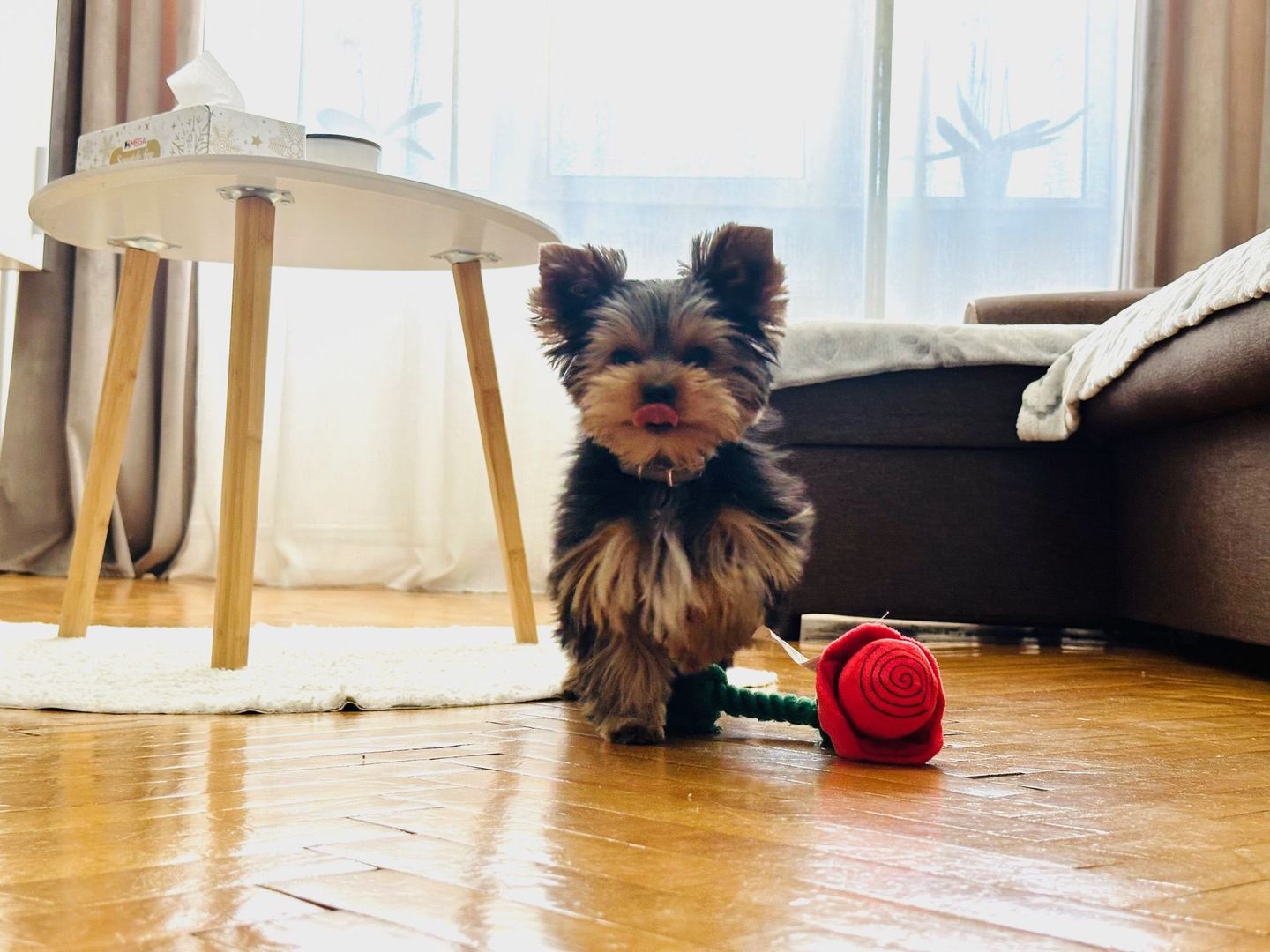 Kiko isi vinde primul camin | 3 camere | P-ta Iuliu Maniu - Poză 1