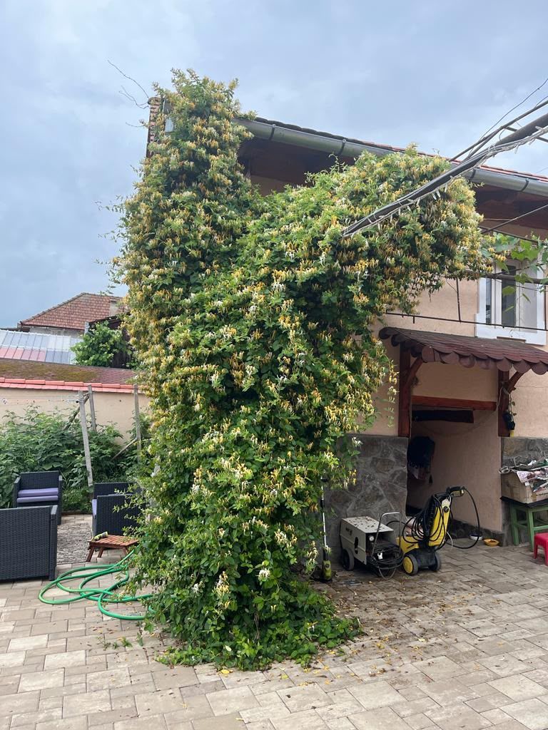 Casa saseasca renovata, cu sura - Seica Mare, Sibiu - Poză 5