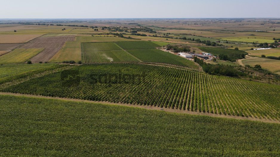 Sapient | Teren cu plantație de vie în loc. Diosig, jud. Bihor - Poză 1
