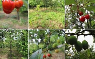 Vila 9 camere***gradina cu pomi fructiferi//1085 mp teren***Dragomiresti-Deal - Poză 3