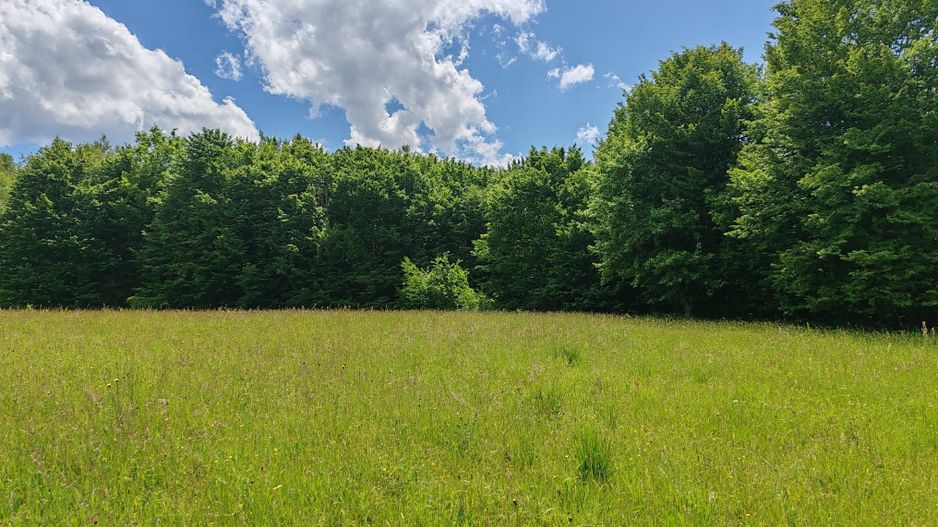 2,6 HA TEREN EXTRAVILAN FANEATA, in Muntii Apuseni, Negreni, jud. Cluj - Poză 1