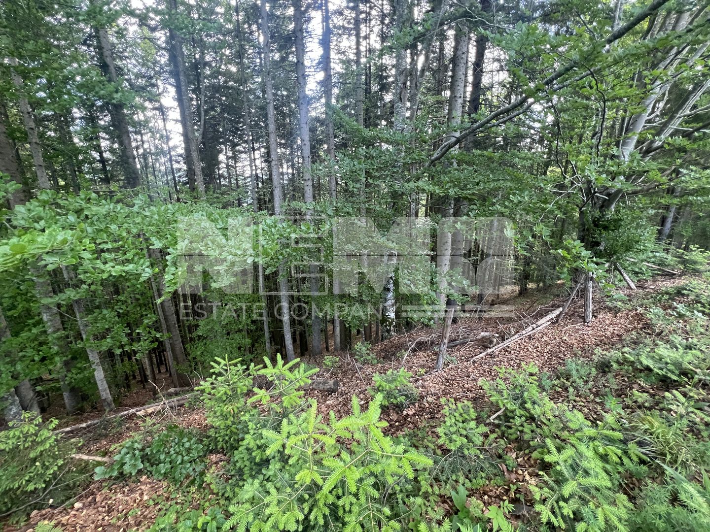 Teren Intravilan | Brodina de Jos | 16900 MP - Poză 5