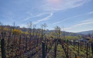 Teren intravilan 1308 mp Rediu | 9 min (5.8 km) Copou 9 min (5.8 km) Pacurari - Poză 3