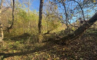 Teren langa pădure 6400mp+casa demolabila-deschidere 35 ml - Poză 12