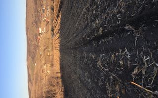 Teren de 1 hectar în Rediu Aldei, comuna Aroneanu, cu potențial de extindere a intravilanului - Poză 1