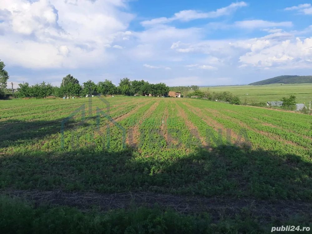 # intravilan în Țigănași la strada principală - Poză 6