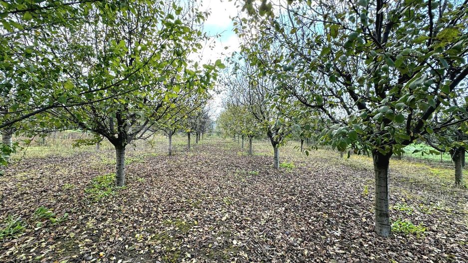 Livada+gradina, teren intravilan 2902mp, Damienesti-Bacau, comision 0 - Poză 8