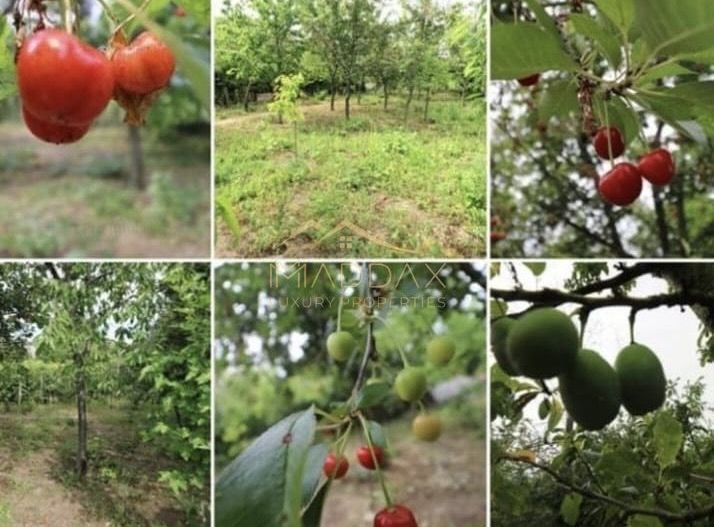 Vila 9 camere***gradina cu pomi fructiferi//1085 mp teren***Dragomiresti-Deal - Poză 5