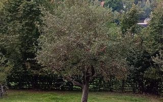 Teren intravilan 1300 mp | Vedere Piatra Craiului | Bran Poarta - Poză 8