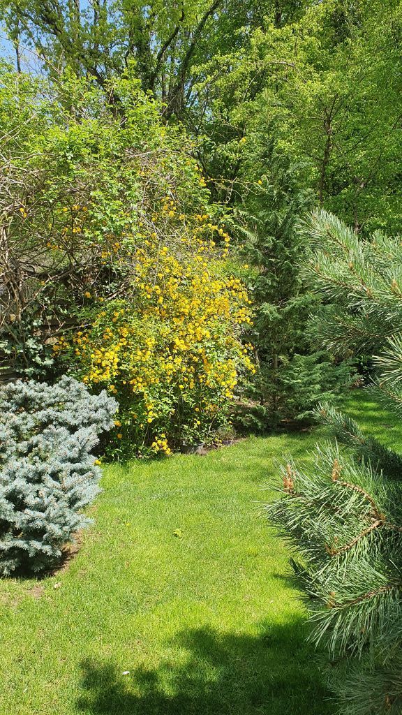 Vanzare vila 5 camere | Langa padure | Bucuresti | Baneasa - Poză 14