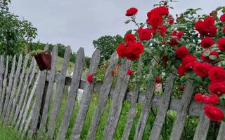 Proprietate cu 60000 mp pamant la pret de apartament - Poză 17