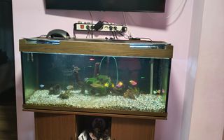 Casa in cartierul Nufarul - Poză 4