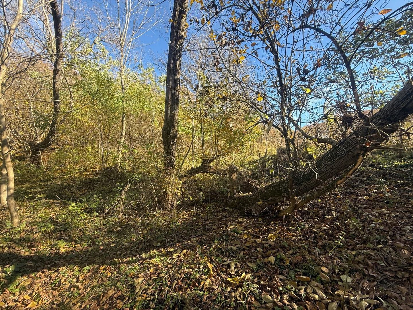 Teren langa pădure 6400mp+casa demolabila-deschidere 35 ml - Poză 12