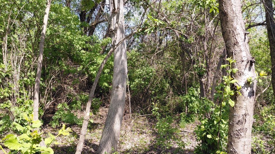 Teren intravilan 3.250 mp în Filești – Ideal pentru casă sau investiție! - Poză 18