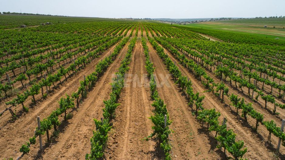 Complex Vitivinicol de Referință în Sudul Moldovei | 206 ha teren agricol | Investiție strategică - Poză 22