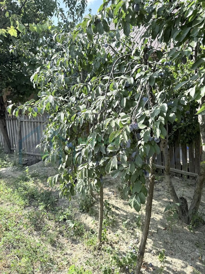 Casă + Teren 521 mp în Sat Bălteni, Comuna Probota, Județul Iași - Poză 1