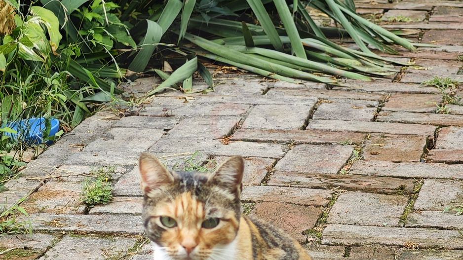 Condominiu de lux cu gradina, incalzire pardoseala. ZONA CONSULATELOR! - Poză 30