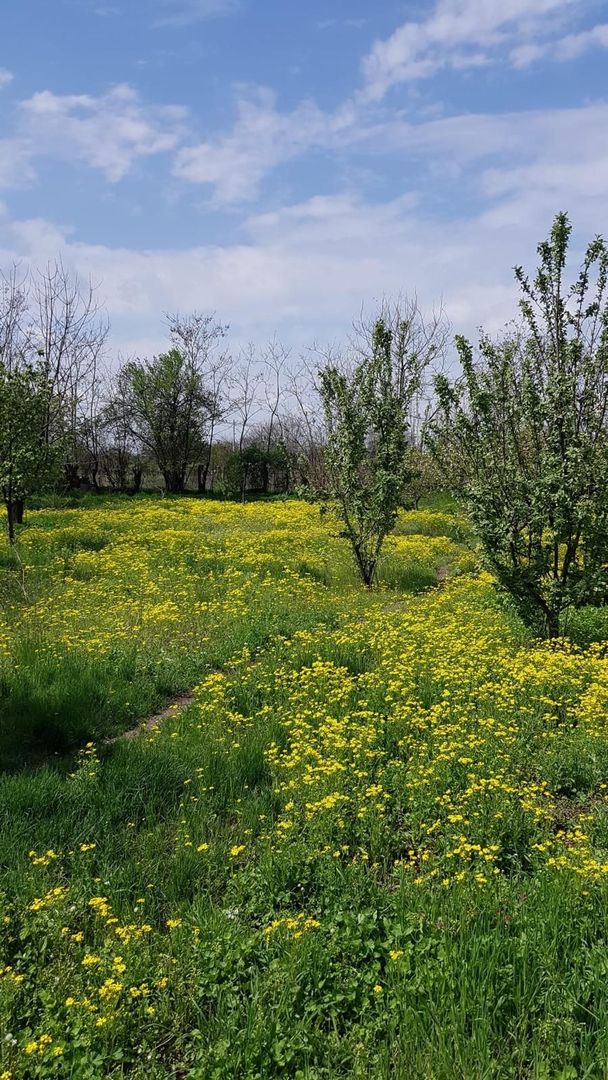 Teren 2.600 mp, utilități, Str. Merișor – Giurgiu - Poză 3