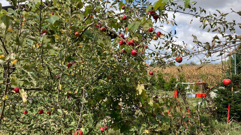 Casa in zona Lunca Marcusului - Poză 5
