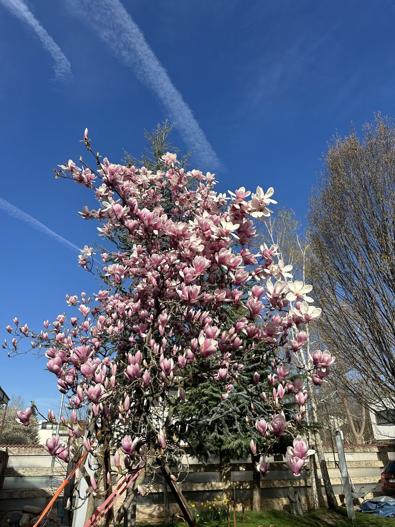Iancu Nicolae- Vilă impresionantă-8 camere si 772 mp teren- comision 0 - Poză 9