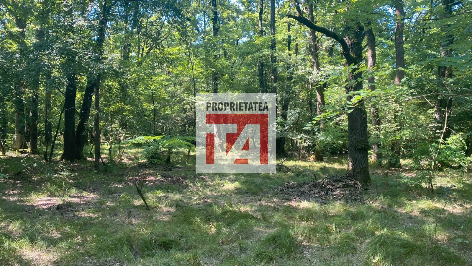 Padure Lapusel 48 ari - Poză 7