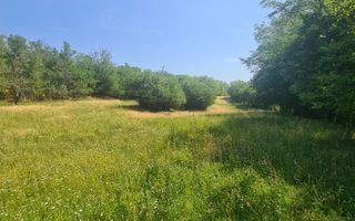 Teren | 12.922 MP | Loamneș - Poză 4