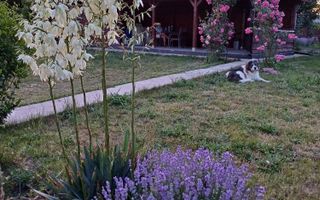 Casă P+E, construită 2018, teren 1500 mp, mobilată complet – Valea Lupului - Poză 7