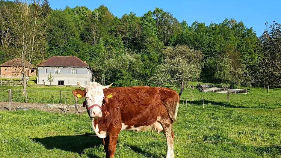 Descoperă căsuța ta de vis la poalele Munților Apuseni - Poză 1