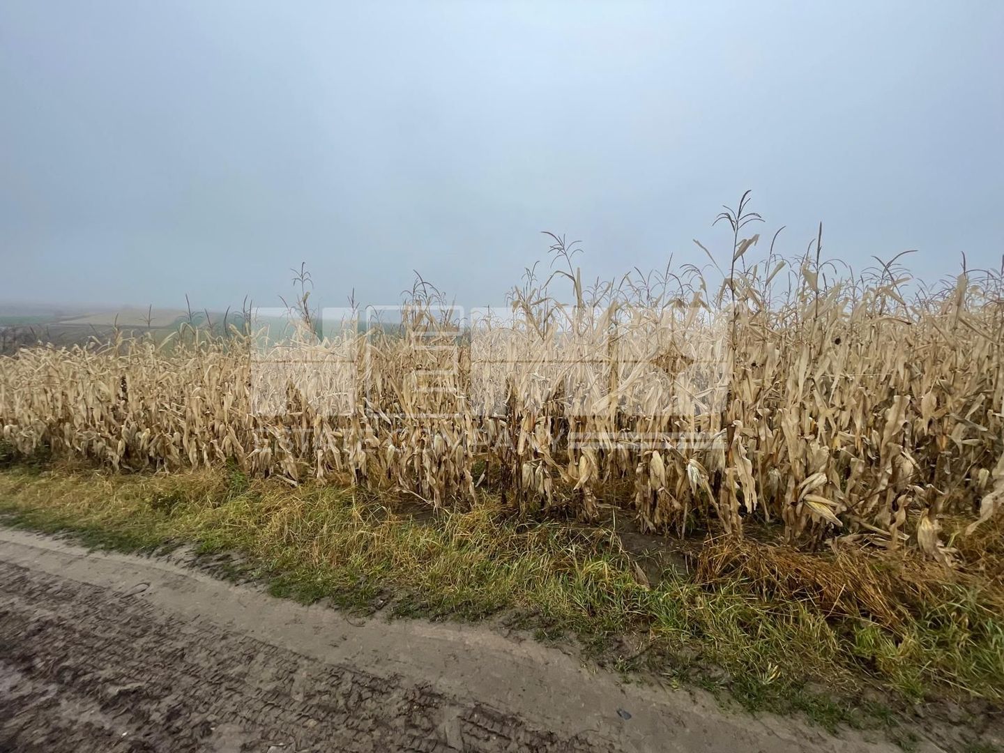 TEREN EXTRAVILAN | DOUA PARCELE 2.84 HA| IDEAL AGRICOL | DARMANESTI - Poză 6