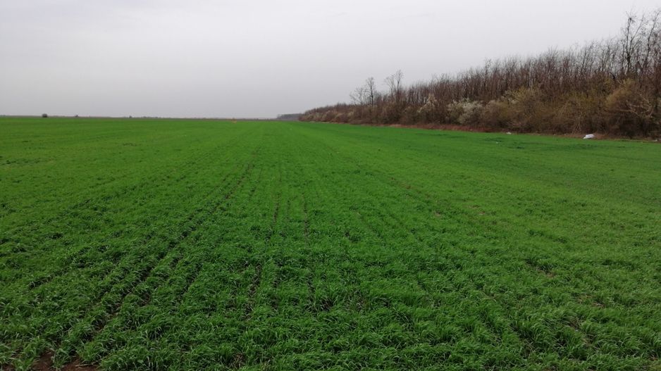 Teren extravilan localitatea Afumati - Poză 4