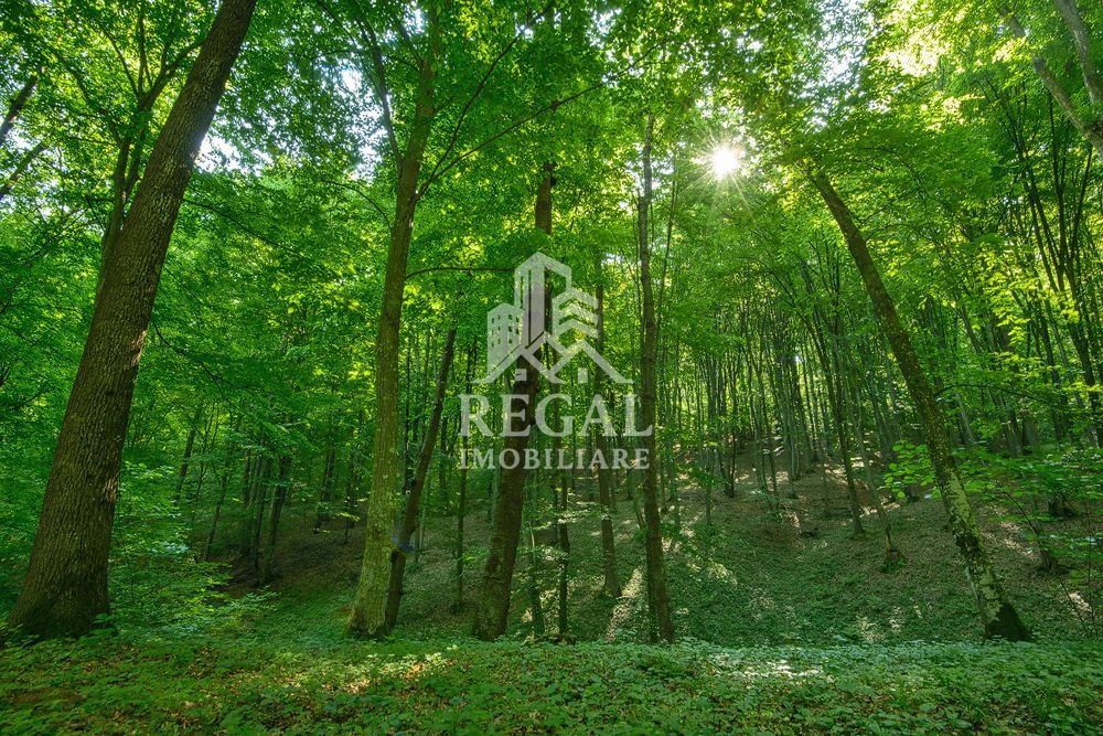 PRET NOU! Teren (padure) intabulat – 11.011 mp în zona Hașdat–Chizid - Poză 1