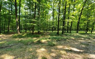 Padure stejar Prahova L328 - Poză 1