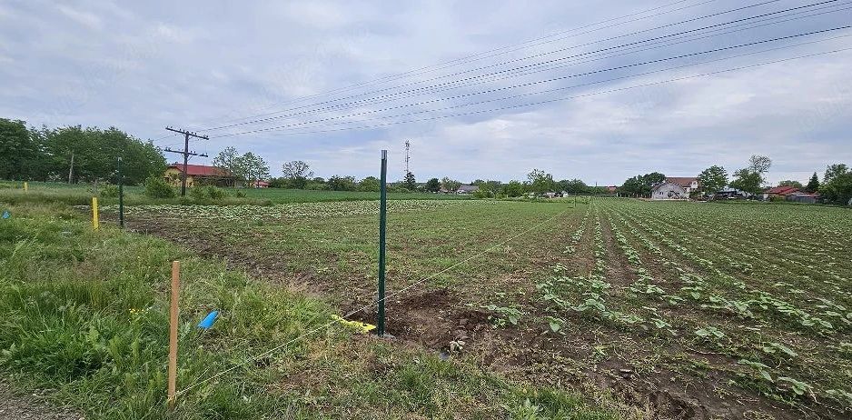 Teren intravilan 1.000 mp | Moara Vlăsiei | Strada Berzei - Poză 2