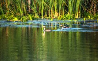 Oportunitate de investitie| Delta Dunarii |Mila 23| pensiune activa - Poză 2