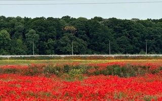 Teren Extravilan ***8500 mp***Zona rezidentiala//Ostratu//Corbeanca - Poză 1
