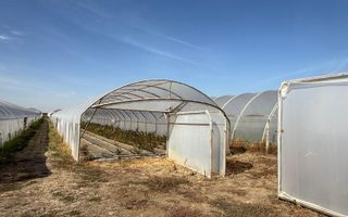 Teren intravilan agricol | 7029 mp | Satu Nou | Bihor - Poză 5