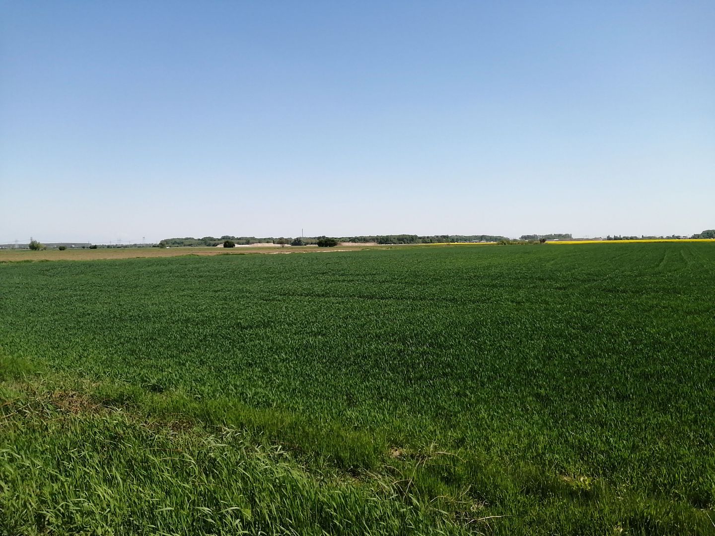 Teren intravilan 5114 mp in comuna 1 Decembrie - Ilfov - Poză 3