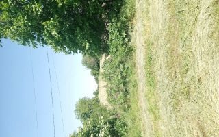 Teren intravilan 11.000 mp și casă 200 mp – Târgu Frumos - Poză 3