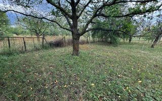 Casa 3 camere + Anexe, garaj, teren 2500 m2, an 1974, CT, Magurele, PH - Poză 9