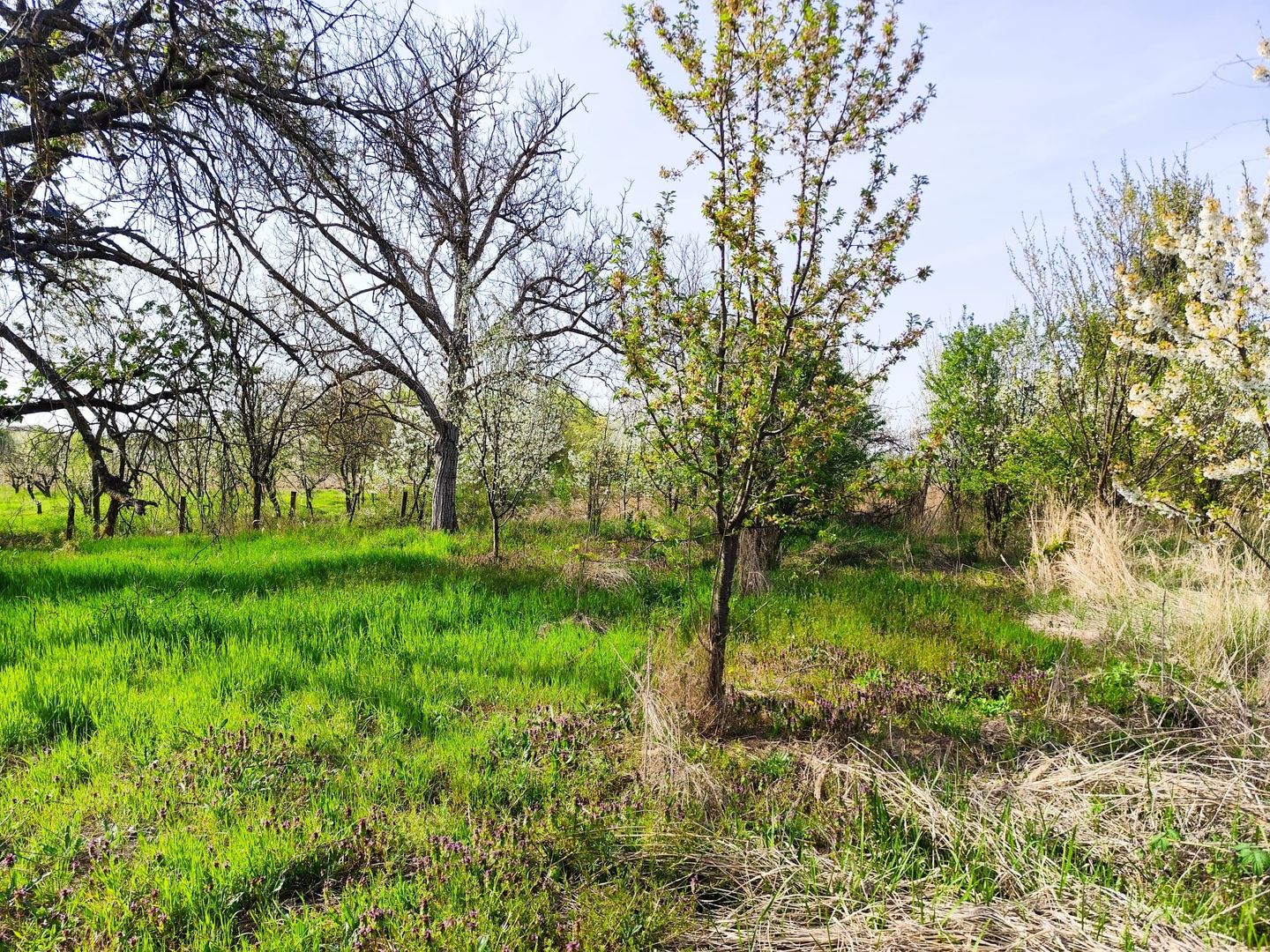 Casa la tara, gaz, acces auto, teren 4122 mp – Petid, Bihor – VANZARE - Poză 15